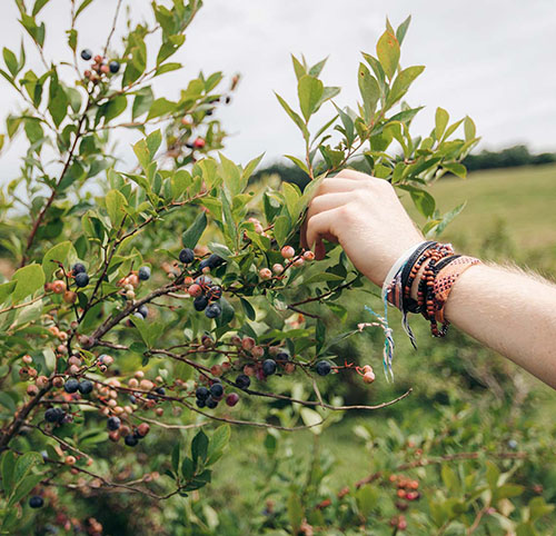 hand berrypicking