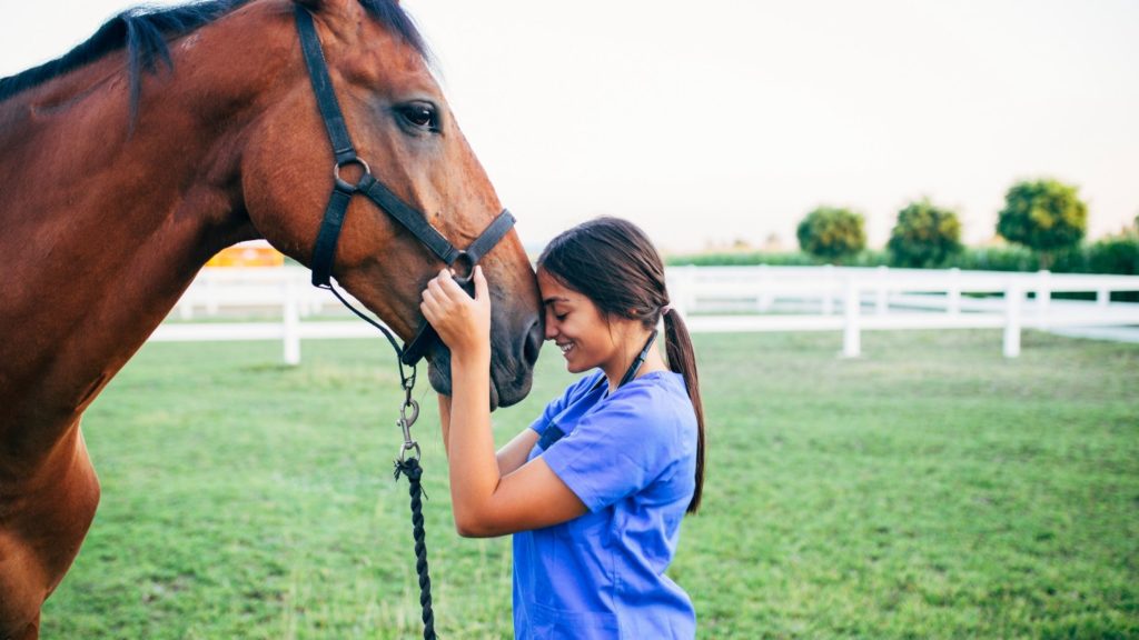 equine therapy experiential therapy activities