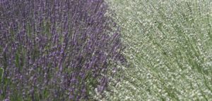 lavender showing the opiates vs opioids