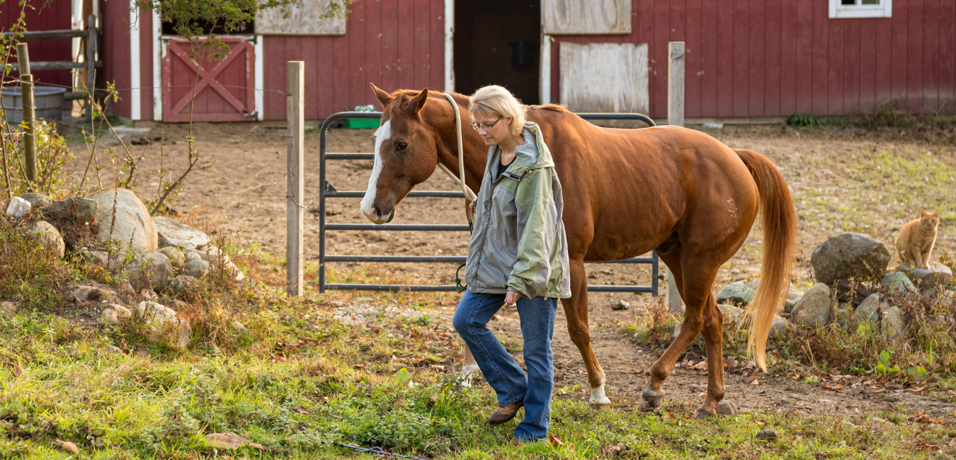 Using Equine Assisted Therapy for Trauma Mental Health and Addiction