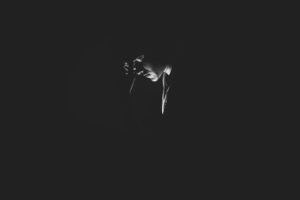 a black and white photo of a person in the dark, How to Deal With a Narcissist Drug Addict