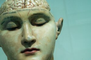 human anatomy model, effects of betrayal on the brain