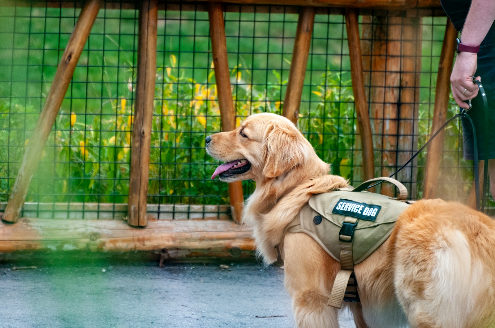 a golden retriever wearing a green vest and leash, stress and anxiety service dogs