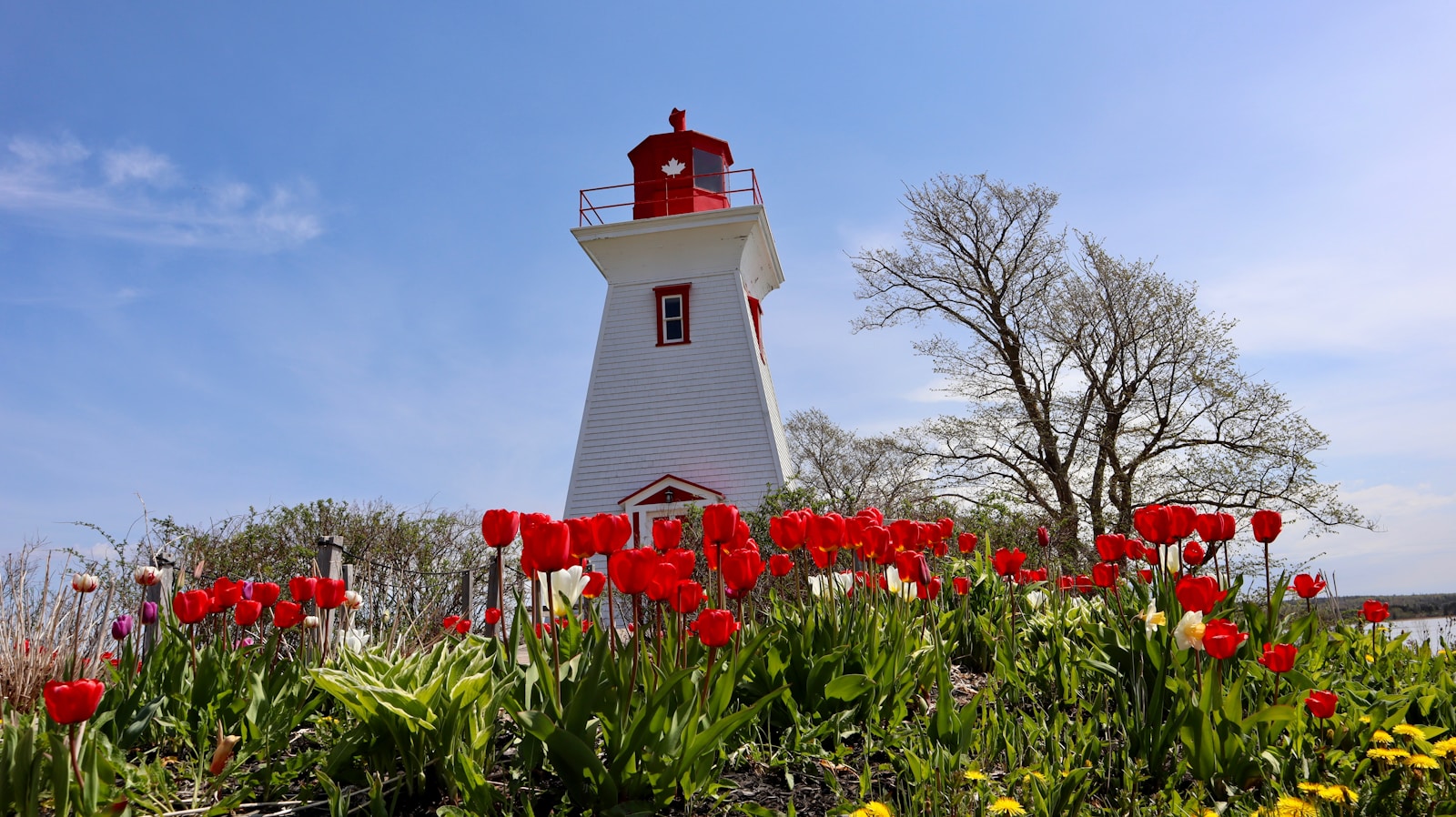 a white and red light house surrounded by flowers